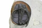 Prone Scotoharpes Trilobite - Boudib, Morocco #259685-4